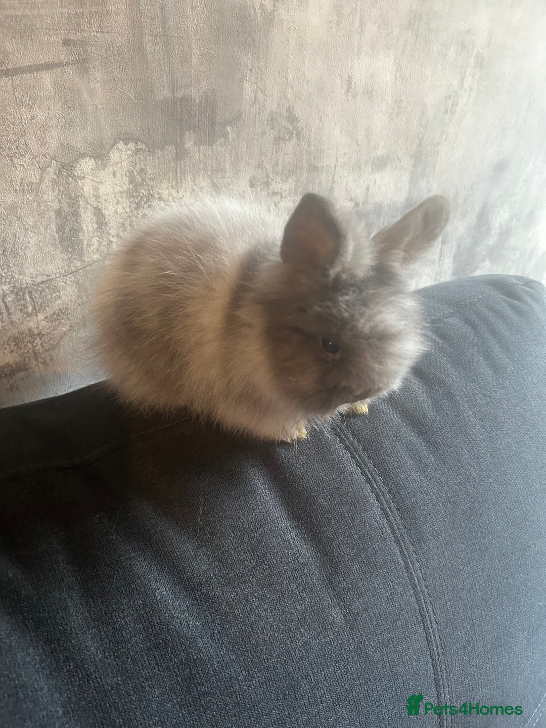 Lionhead rabbits for sale: 7 lionheads bunnies  - Image 1