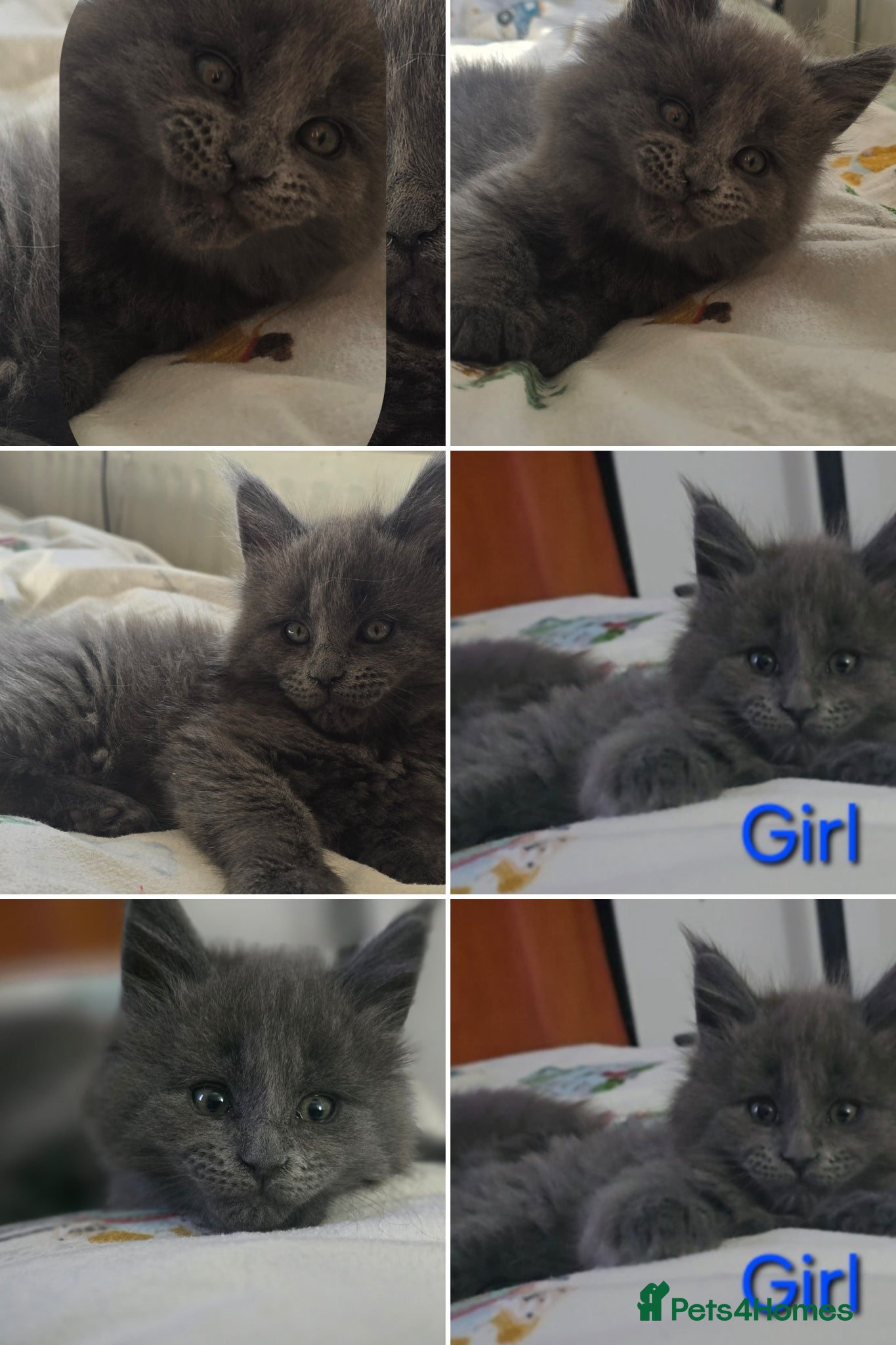 Maine Coon cats Maine coon kittens  - Advert 14