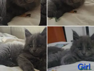 Maine Coon cats Maine coon kittens - Advert 14