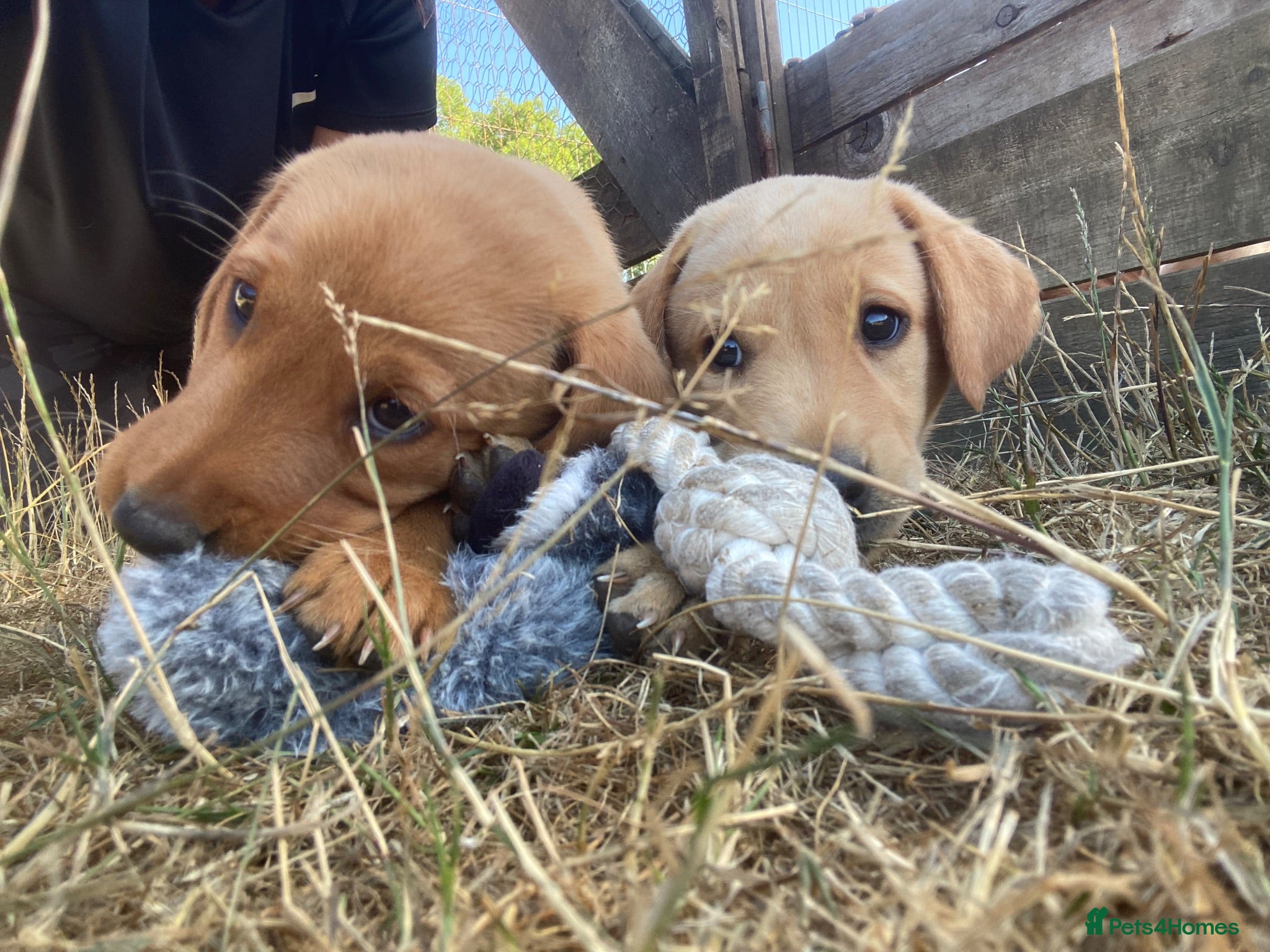 Labrador Retriever dogs Stunning Labrador Puppies  - Advert 1