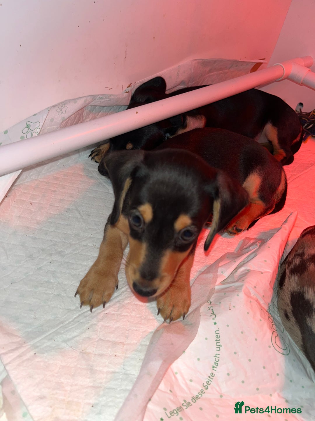 Miniature Dachshund dogs for sale: Last Male - Miniature Dachshunds - Advert 18