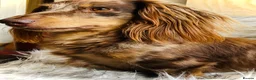 Miniature Dachshund dogs for stud: KC Reg Long Haired Choc Dapple Miniature Dachshund - Advert 2