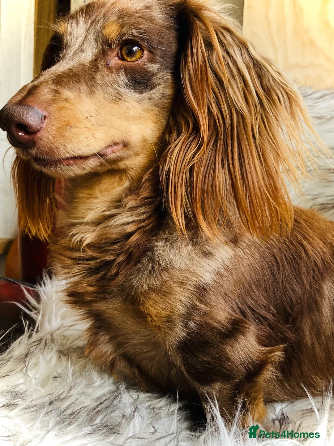 Miniature Dachshund dogs for stud: KC Reg Long Haired Choc Dapple Miniature Dachshund - Advert 2