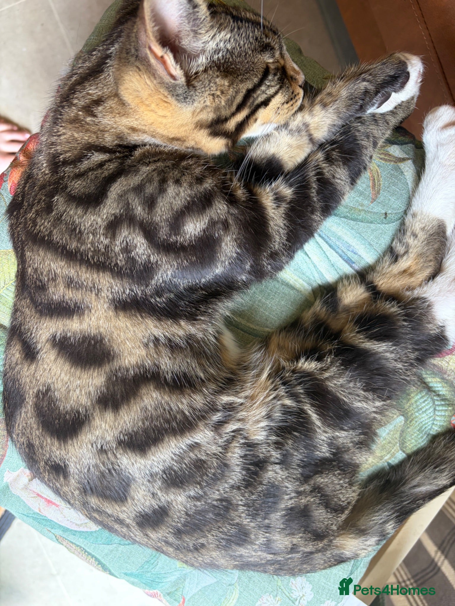 Maine Coon cats Champion XL Russian Maine coon X GCCF bengal - Advert 2