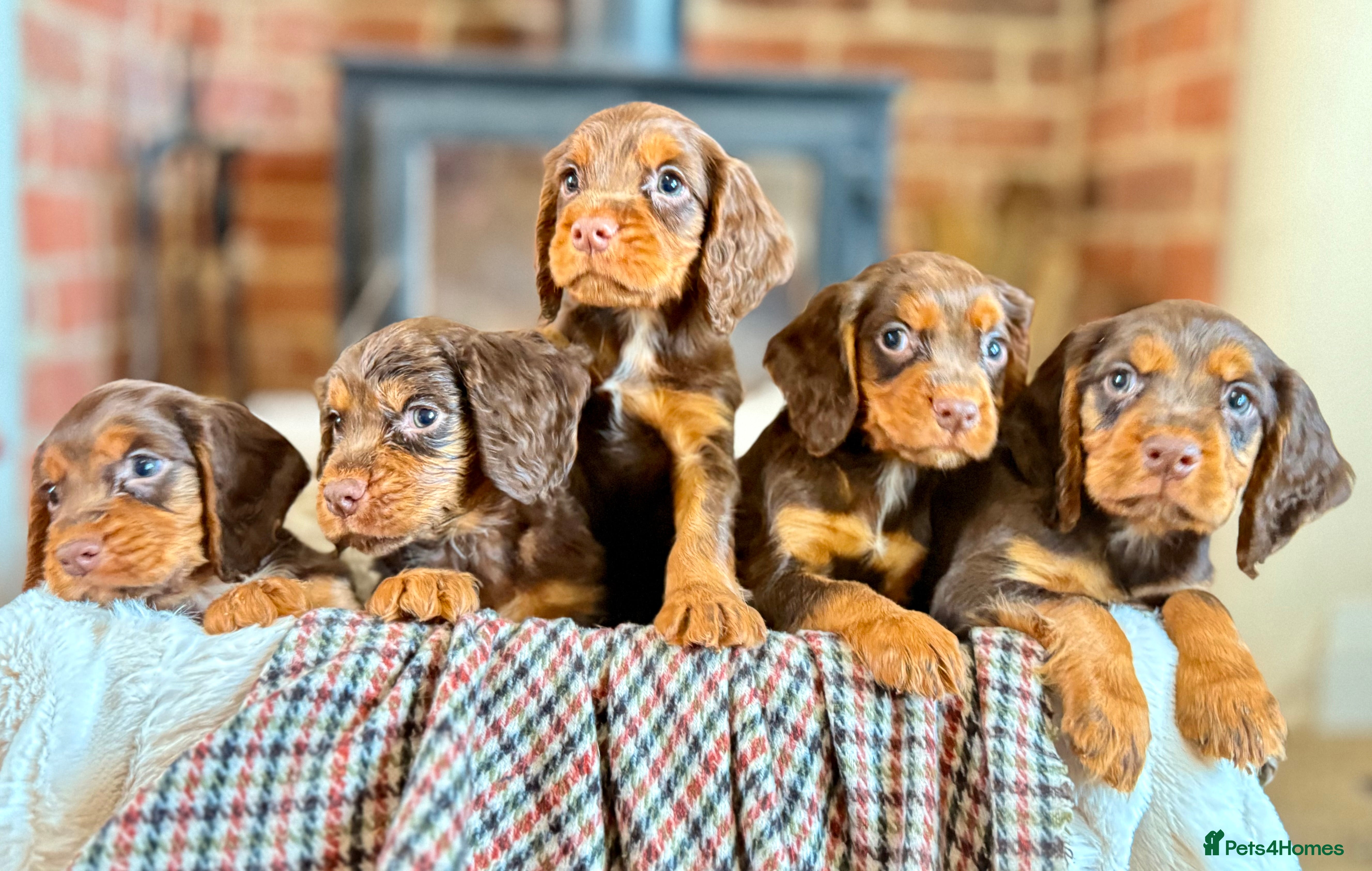 Cocker Spaniel dogs 8 health checked true quality working cocker pups - Advert 6
