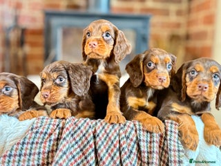 Cocker Spaniel dogs 8 health checked true quality working cocker pups - Advert 1