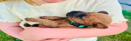 Lakeland Terrier dogs for sale: Lakeland Terrier Pups in Shrewsbury - Advert 6