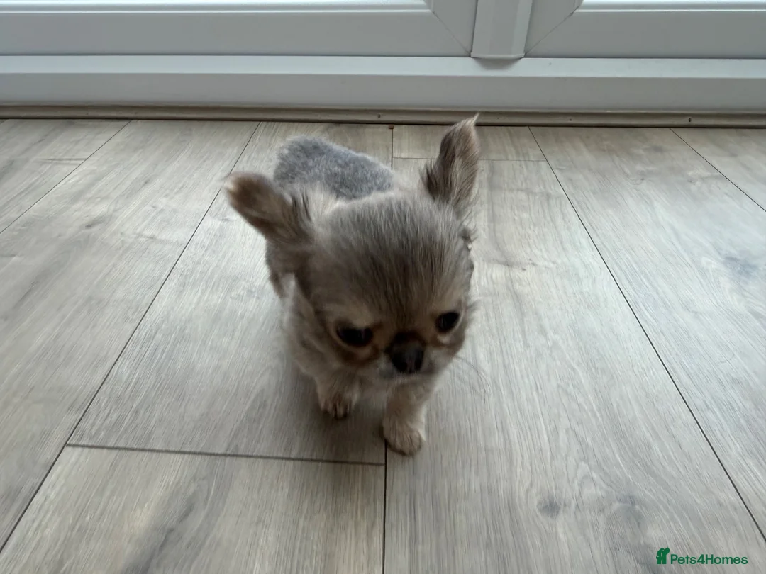 Chihuahua dogs for sale: Apple head chihuahua - Bluey - 9 months old  - Advert 10