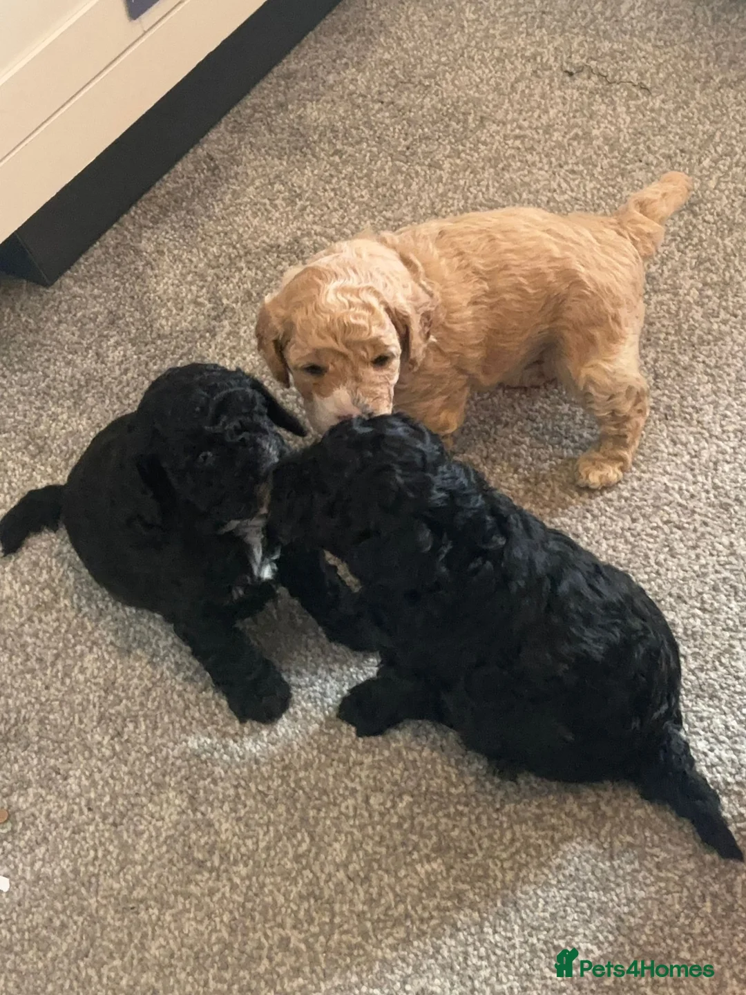 Cavapoo dogs for sale: 3 beautiful Cavapoo F1b available  in Market Drayton - Advert 2