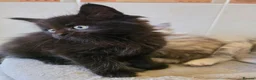Maine Coon cats for sale: Pedigree TICA Registered Maine Coon Kittens - Advert 6