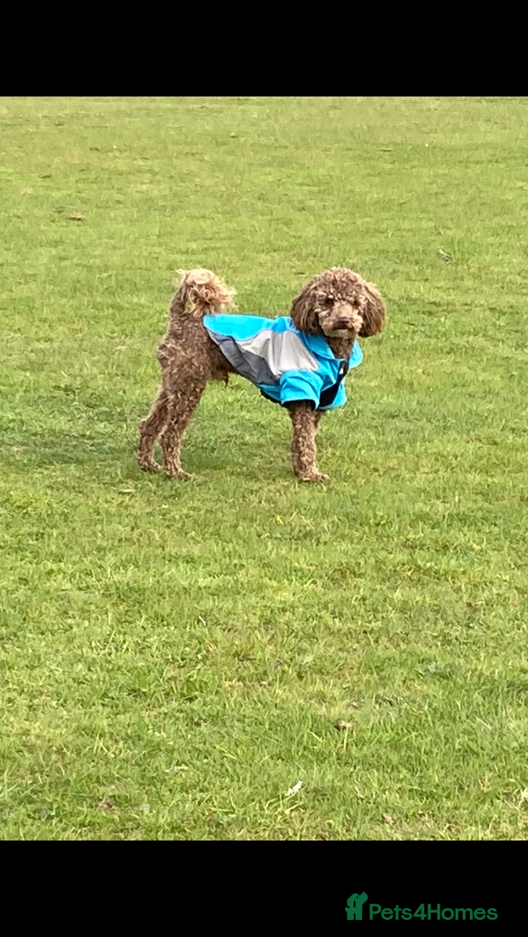 Toy Poodle dogs for stud: Health tested KC chocolate toy poodle stud in Stevenage - Advert 18