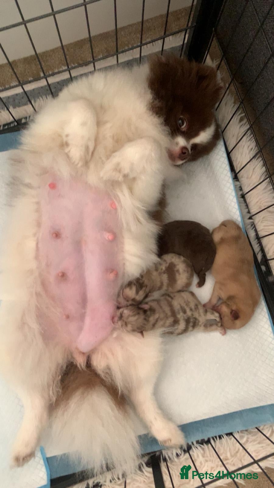 Pomeranian dogs Puppy’s ready in 8 weeks  - Advert 8