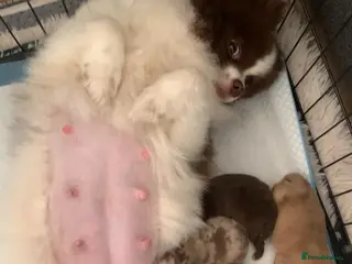 Pomeranian dogs Puppy’s ready in 8 weeks - Advert 8