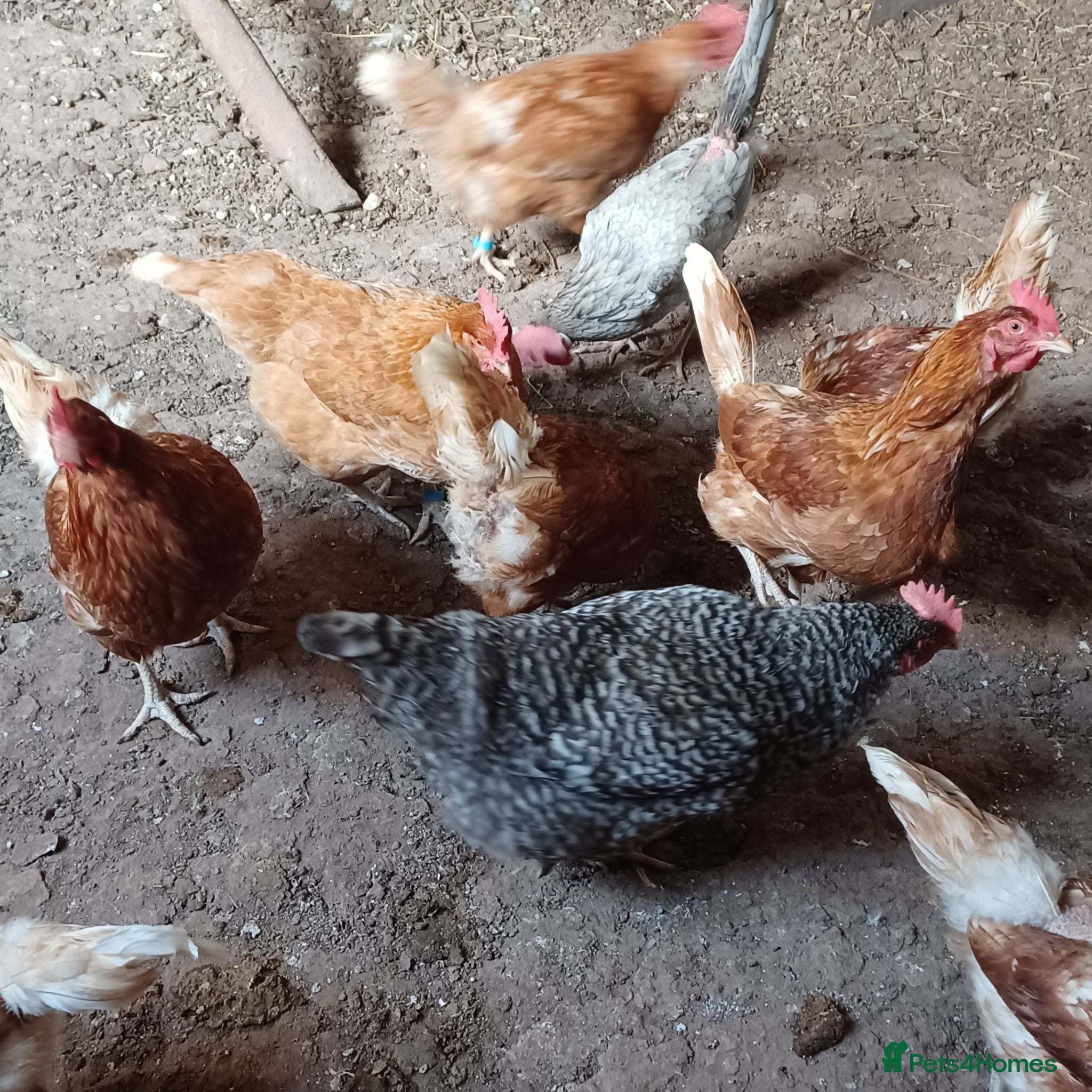Chickens poultry Various laying chickens looking for new homes - Advert 14