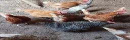 Chickens poultry for sale: Various laying chickens looking for new homes - Advert 1