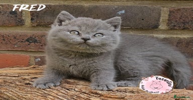 British Shorthair cats in London - Advert 5