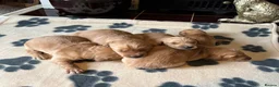 Golden Retriever dogs for sale: FOX RED PUPPIES Golden Retriever KC REG - Advert 13