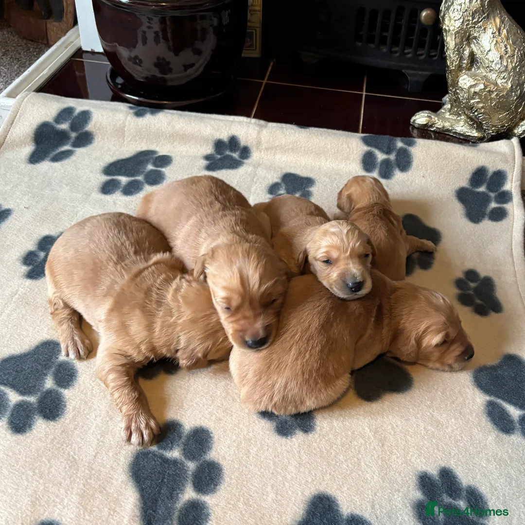 Golden Retriever dogs for sale: FOX RED PUPPIES Golden Retriever KC REG - Advert 13