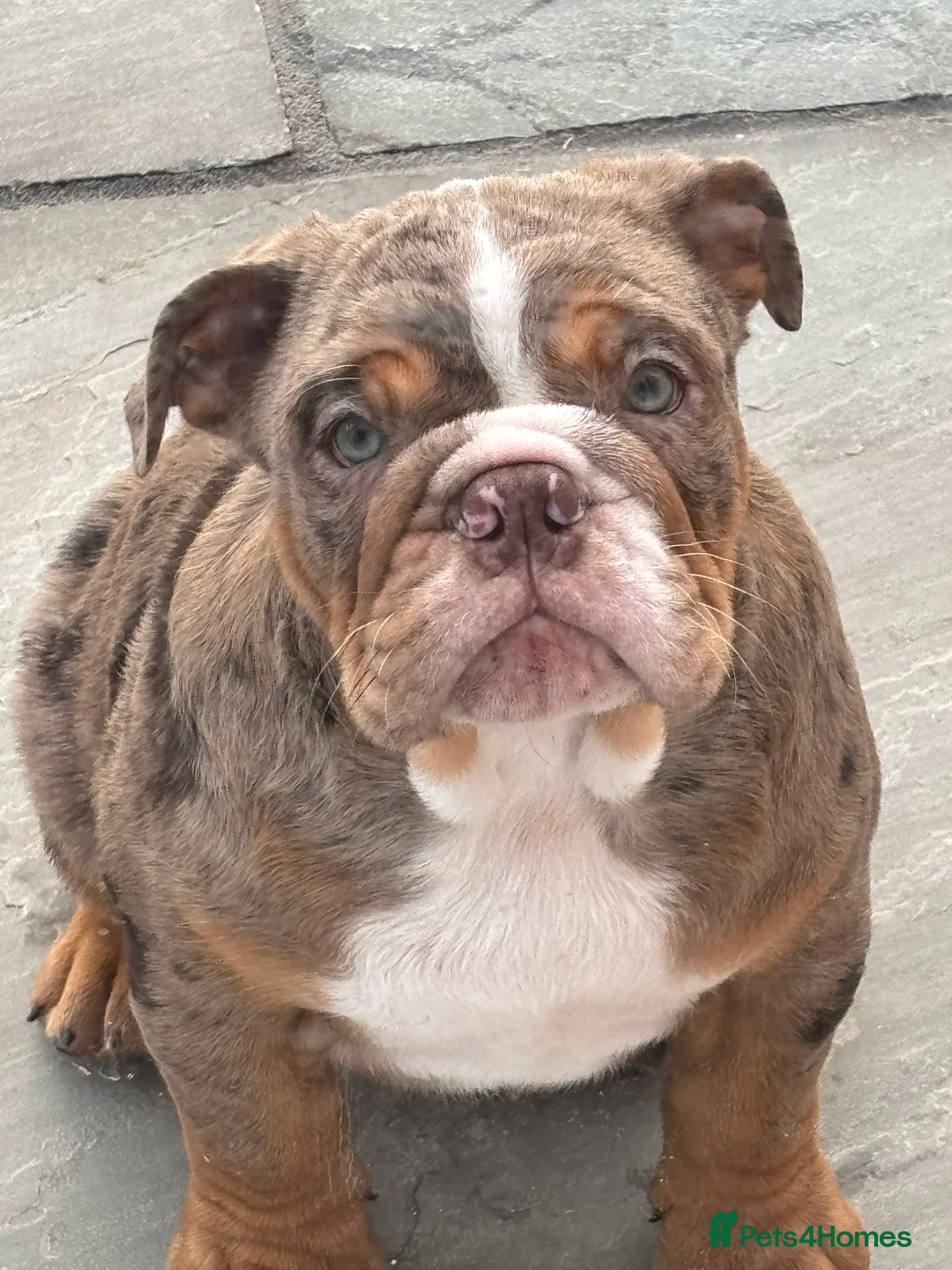 English Bulldog dogs for sale: Bulldog Puppies Champion bloodlines - Advert 37