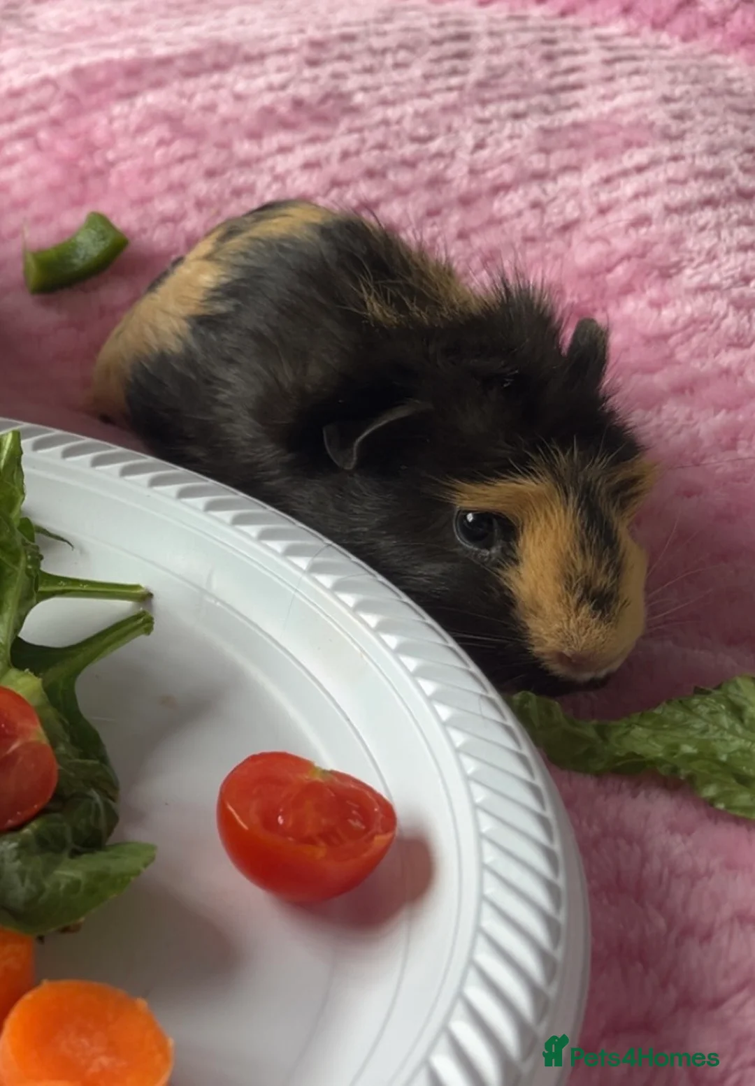 Guinea Pig rodents for sale: Black & Yellow Female Guinea Pig  in Manchester - Advert 2