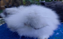 Angora rabbits for sale: TEDDYWIDDER BABIES  - Image 4