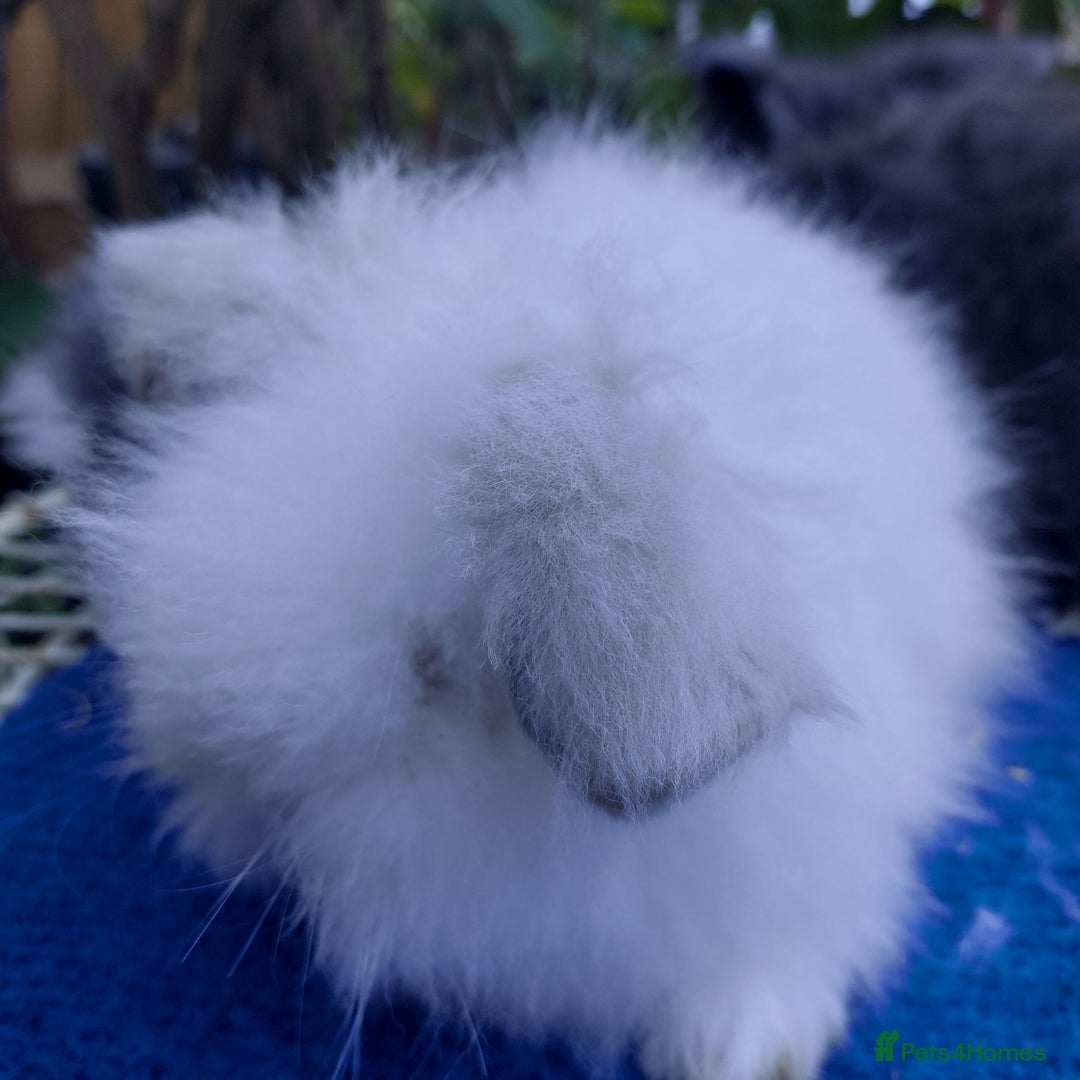 Angora rabbits for sale: TEDDYWIDDER BABIES  - Image 4