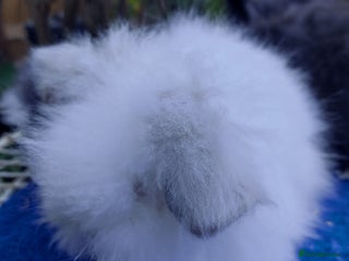 Angora rabbits - Advert 2