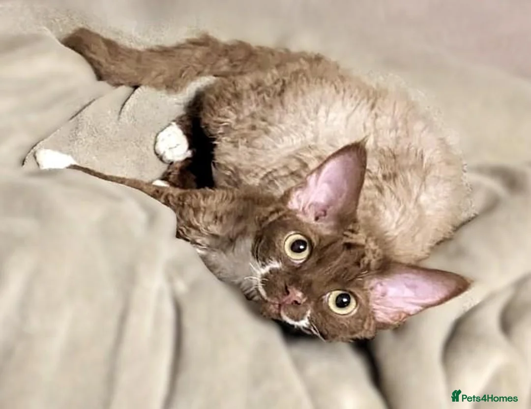 Devon Rex cats for sale: Beautiful, playful Devon rex kittens, ready now - Advert 7