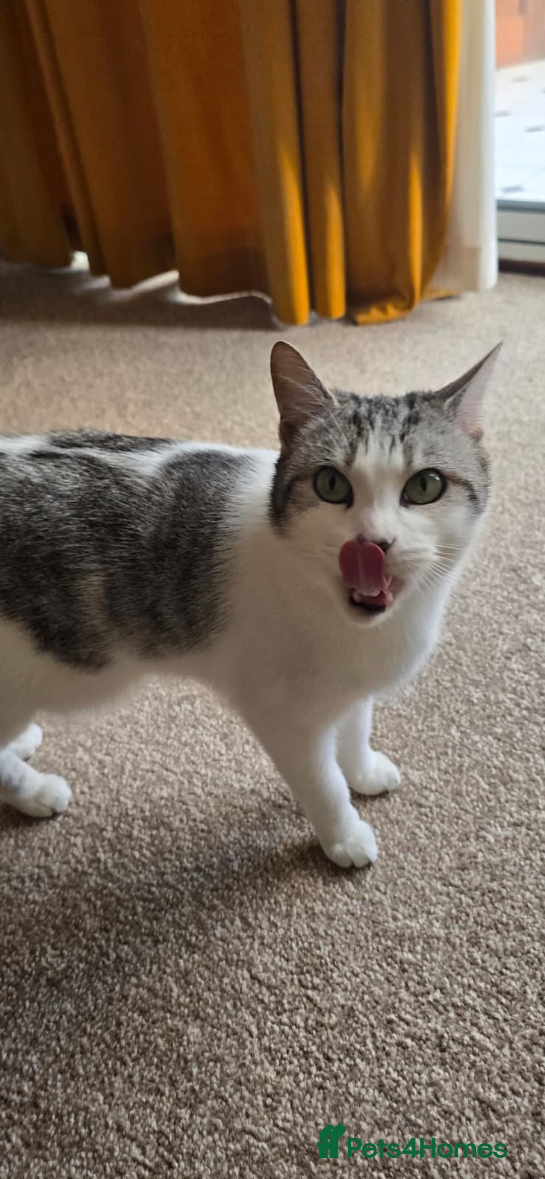 Domestic Shorthair cats for sale: Loving Home Wanted for Suzie and Spot Together - Advert 3