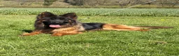 German Shepherd dogs for sale: Top Quality German shepherd Long Hair Puppies 🐾🥰 - Advert 4