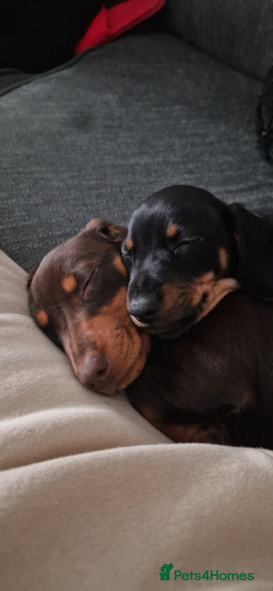 Miniature Dachshund dogs 2 dachshund puppies - Advert 4