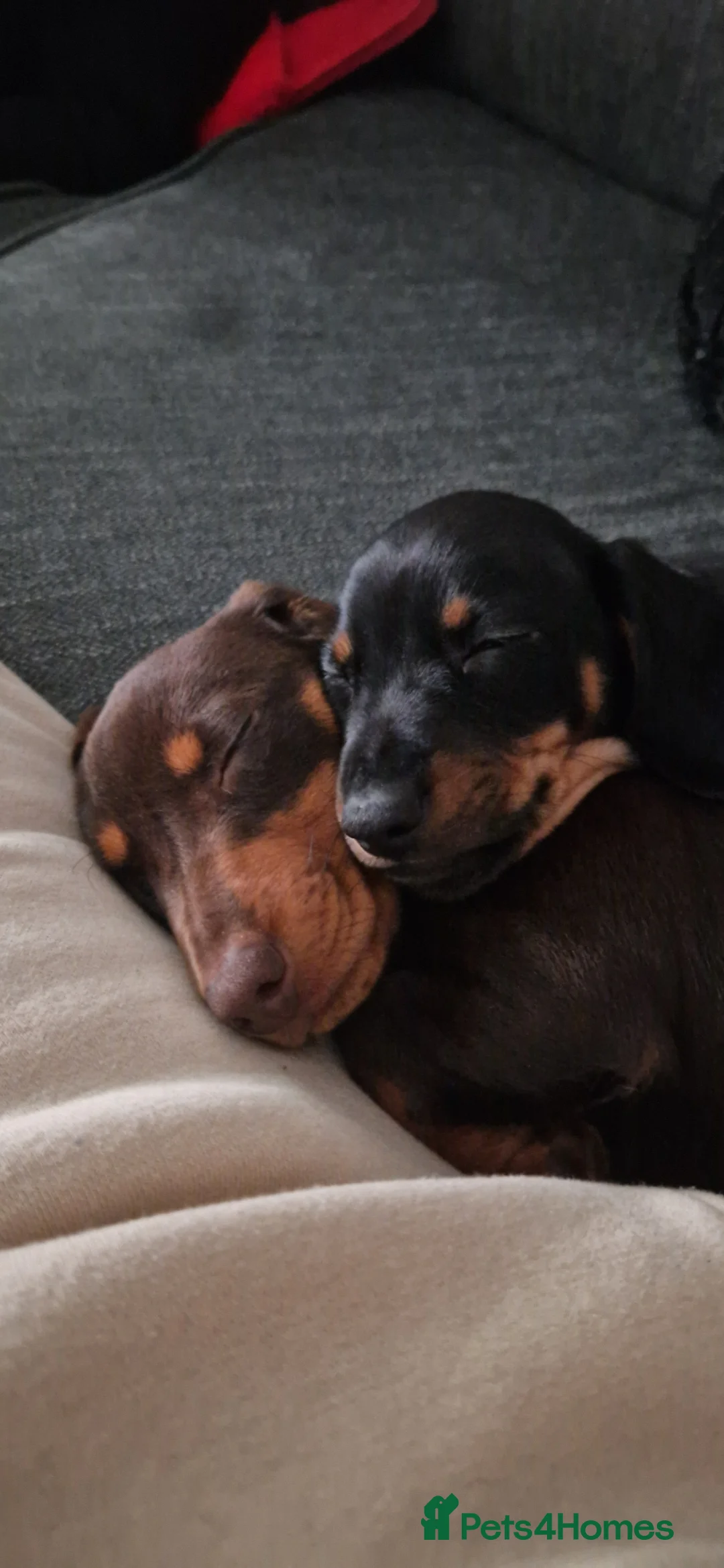 Miniature Dachshund dogs for sale: 2 dachshund puppies in Hounslow - Advert 1