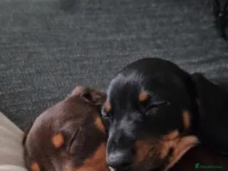 Miniature Dachshund dogs 2 dachshund puppies - Advert 11