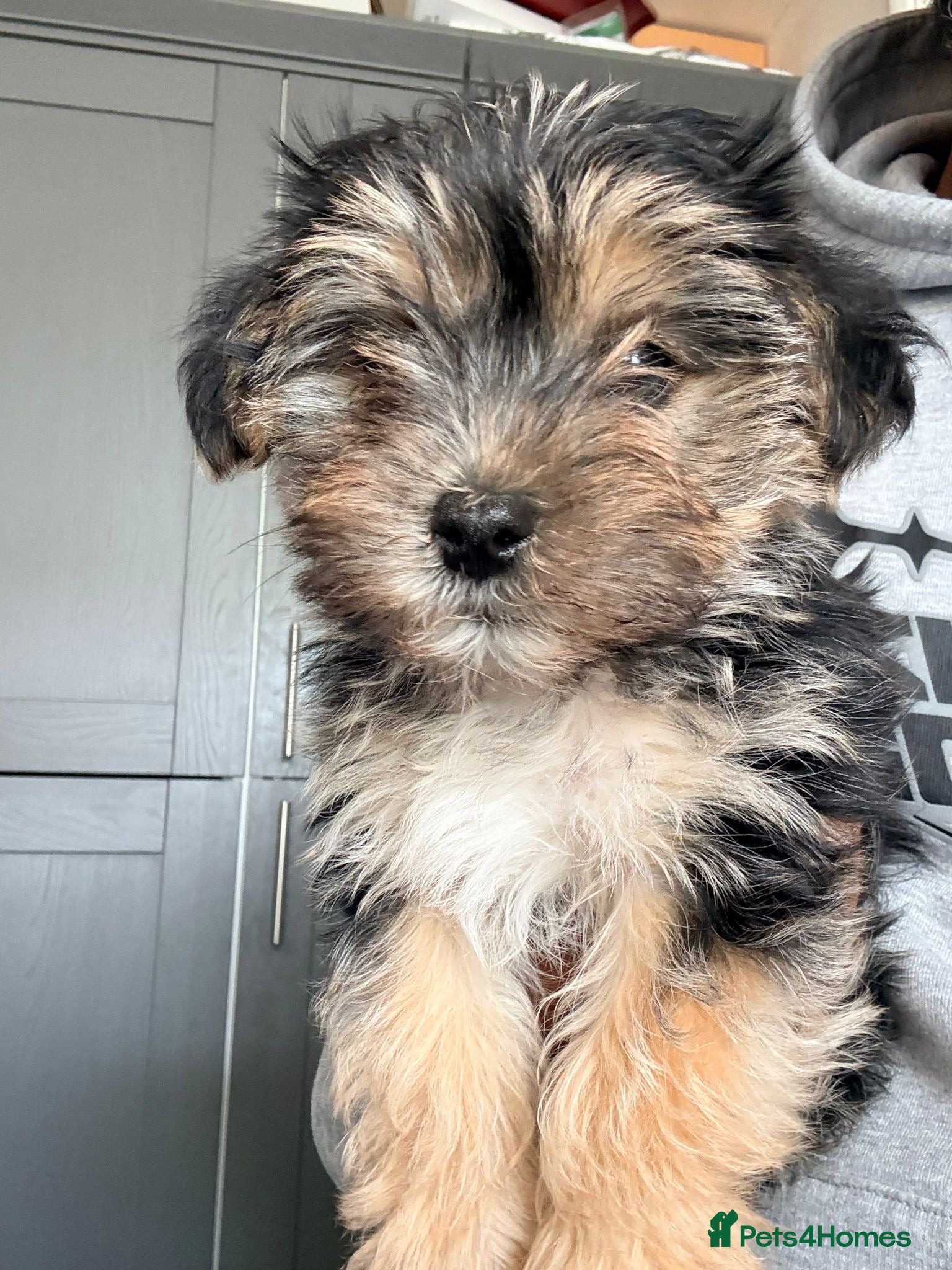 Mixed Breed dogs for sale: READY TO LEAVE Toy Korean morkie puppies  8weeks - Advert 4