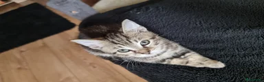 Loki