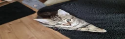 Mixed Breed cats for sale: The Three Musketeers - Advert 14
