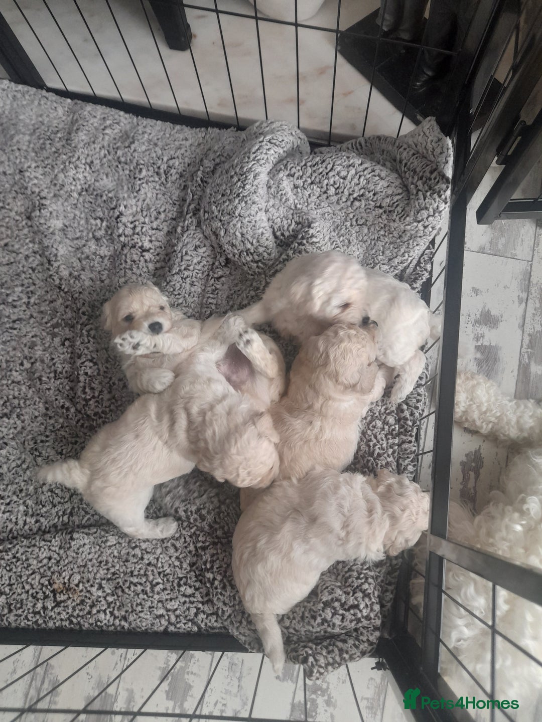 Poochon dogs for sale: Beautiful Poochon Puppies - Image 21