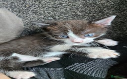 Mixed Breed cats for sale: 4 beautiful mixed breed playful kittens in Ingatestone - Image 8