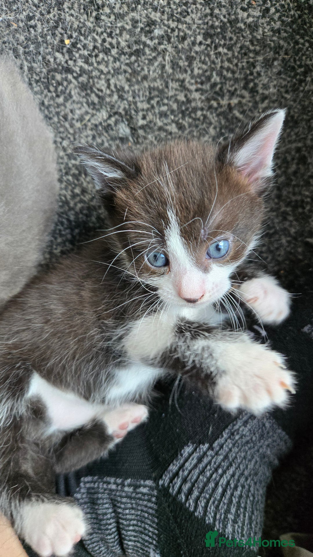 Mixed Breed cats for sale: 4 beautiful mixed breed playful kittens in Ingatestone - Image 8