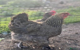 Chickens poultry for sale: Large Brahma hens available - Image 7