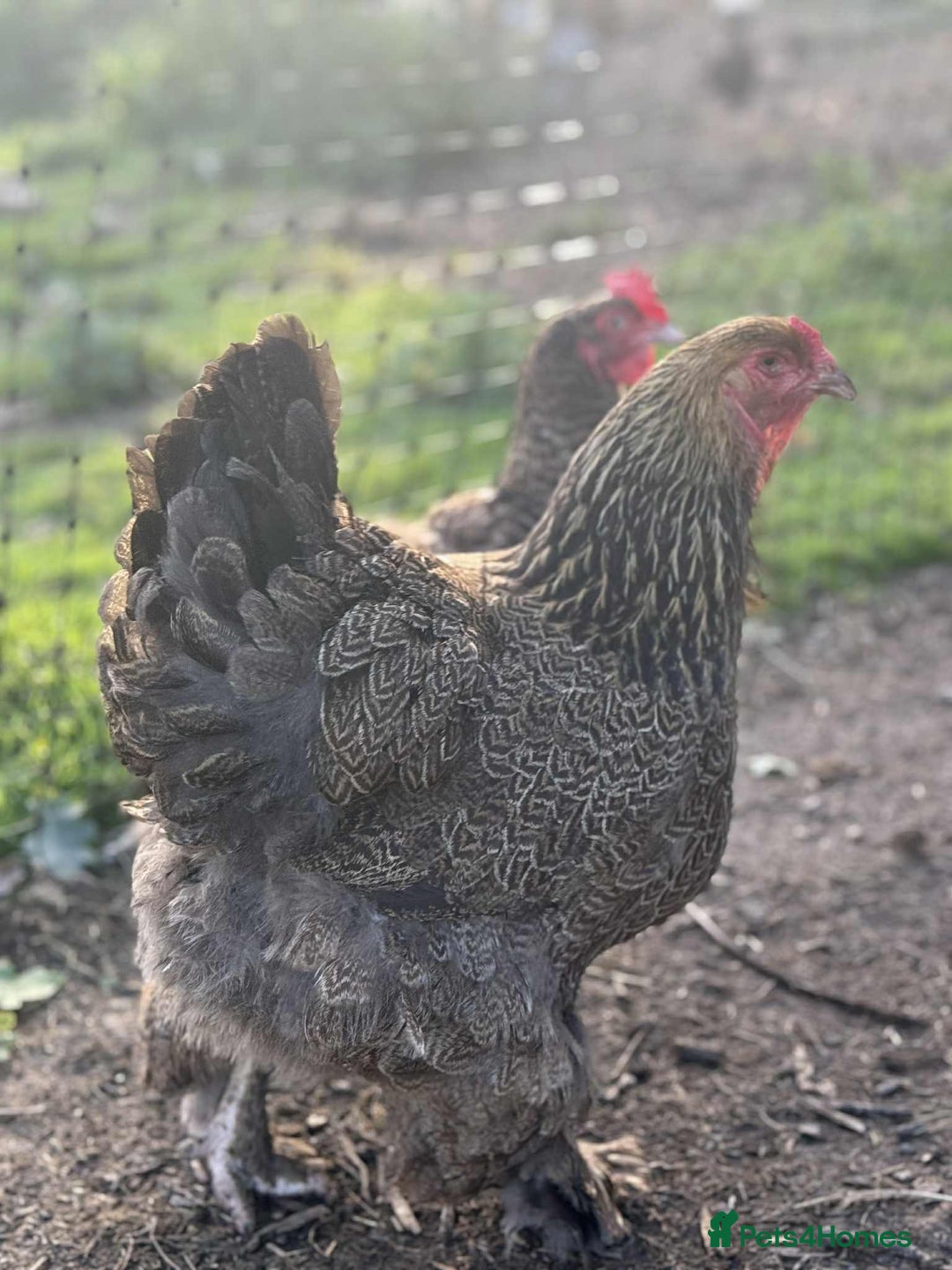 Chickens poultry for sale: Large Brahma hens available - Image 7