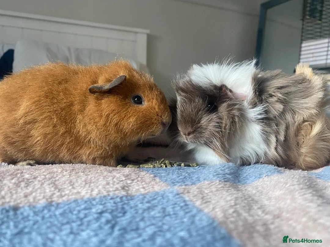 Guinea Pig rodents for sale: Bonded pair male Guinea pigs  - Advert 4