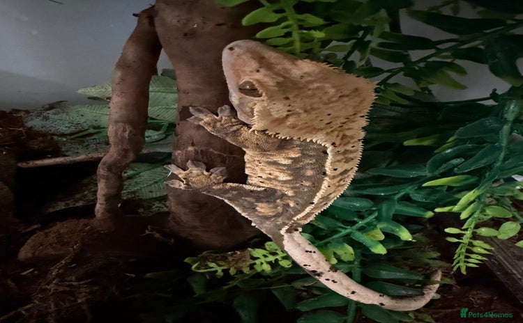Gecko reptiles - Advert 2