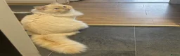 Ragdoll cats for sale: Playful boy ready for rehome - Advert 2