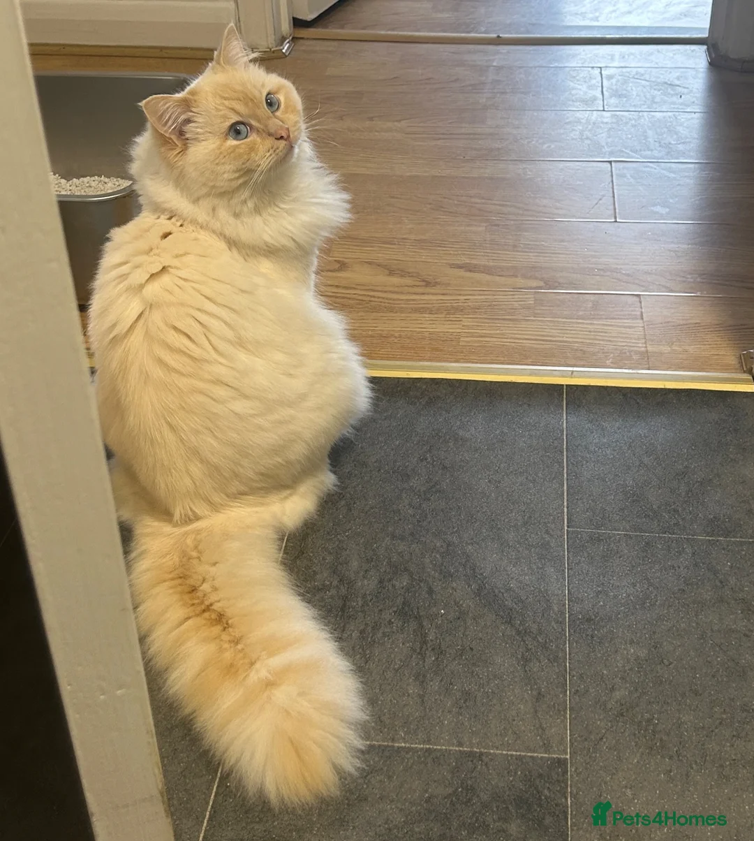 Ragdoll cats for sale: Playful boy ready for rehome - Advert 2