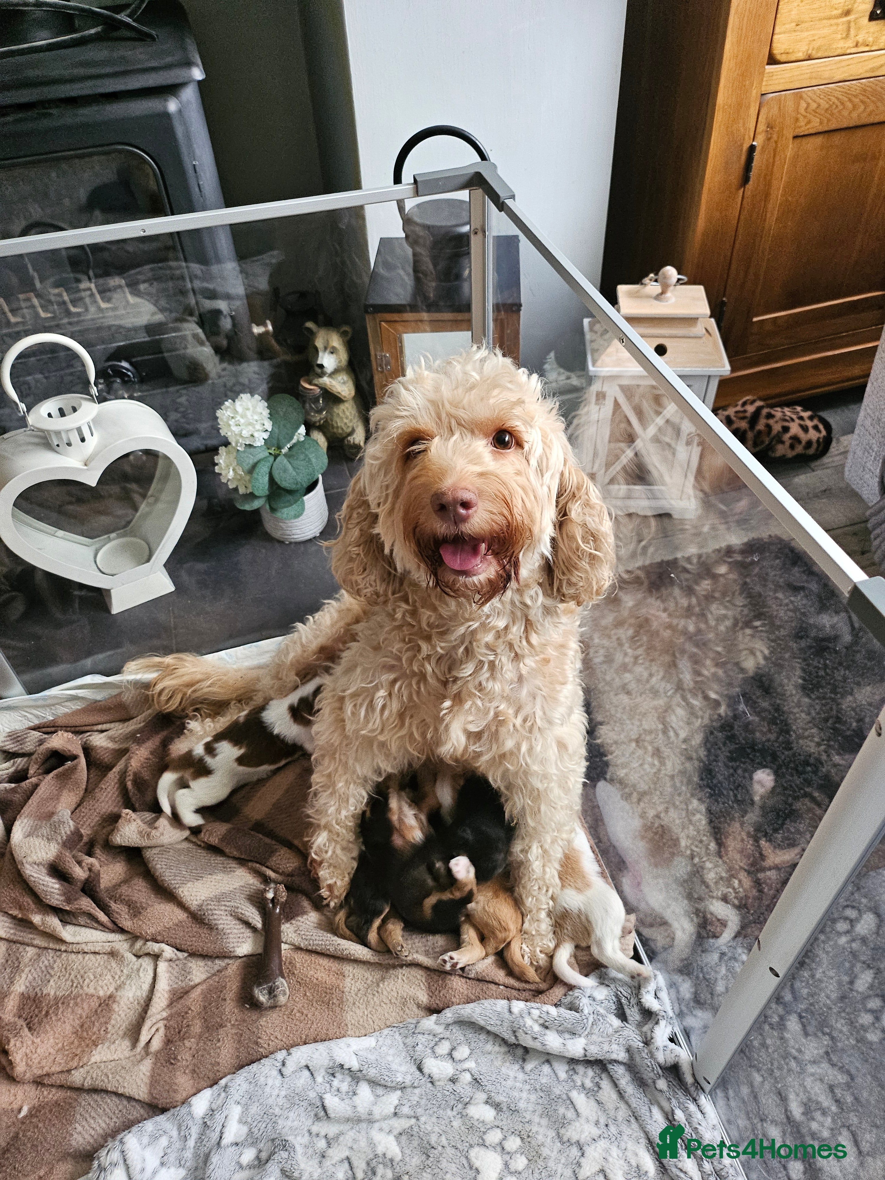 Cockapoo dogs Only 2 lovely little girls to be reserved  - Advert 7