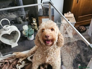 Cockapoo dogs Sorry sold - Advert 12