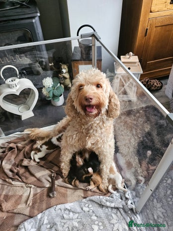 Cockapoo dogs - Advert 1