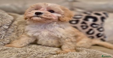 Cavapoochon dogs - Advert 6