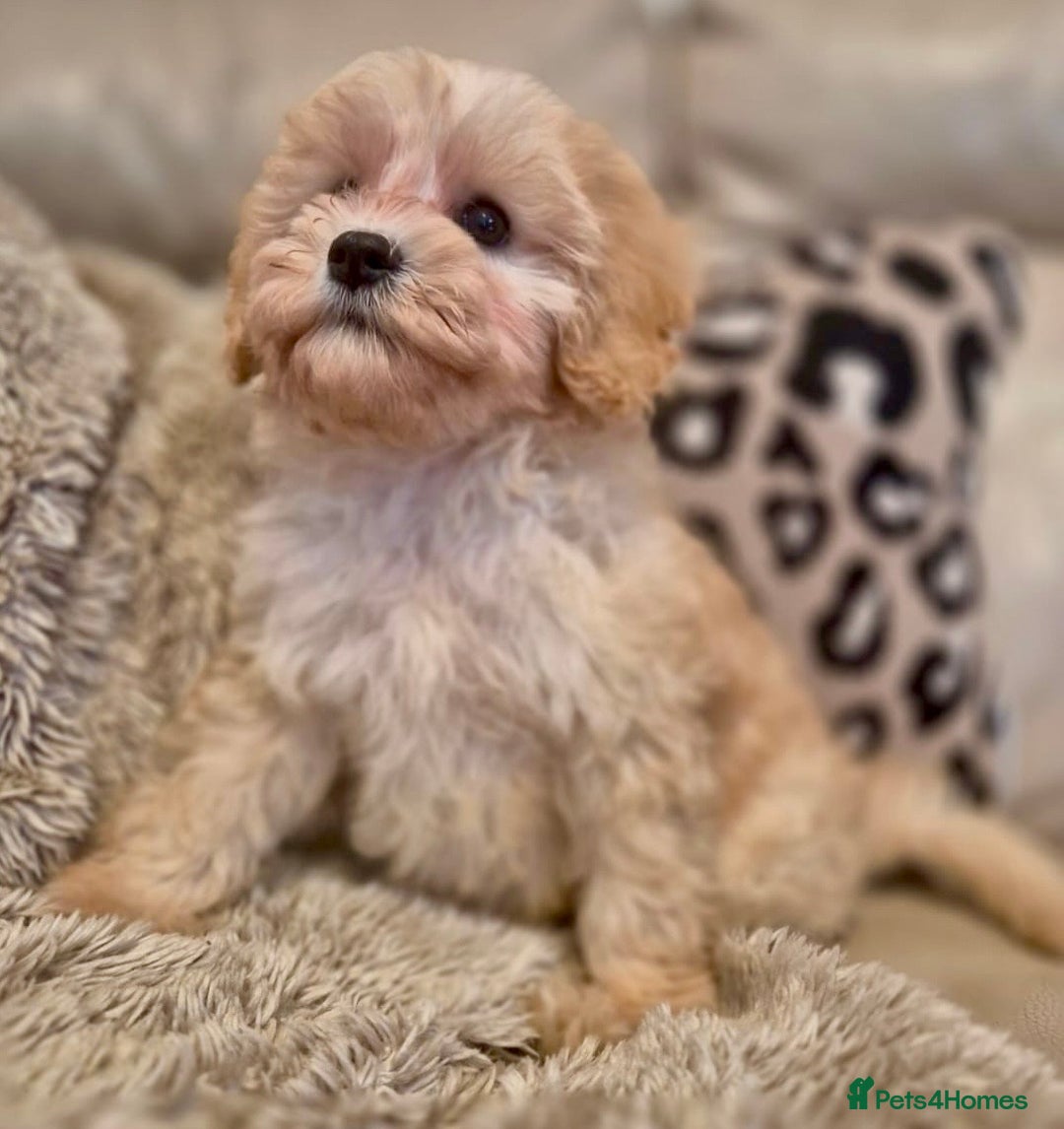 Cavapoochon dogs for sale: F1b RARE MERLE CAVAPOOCHON BOY - Image 3